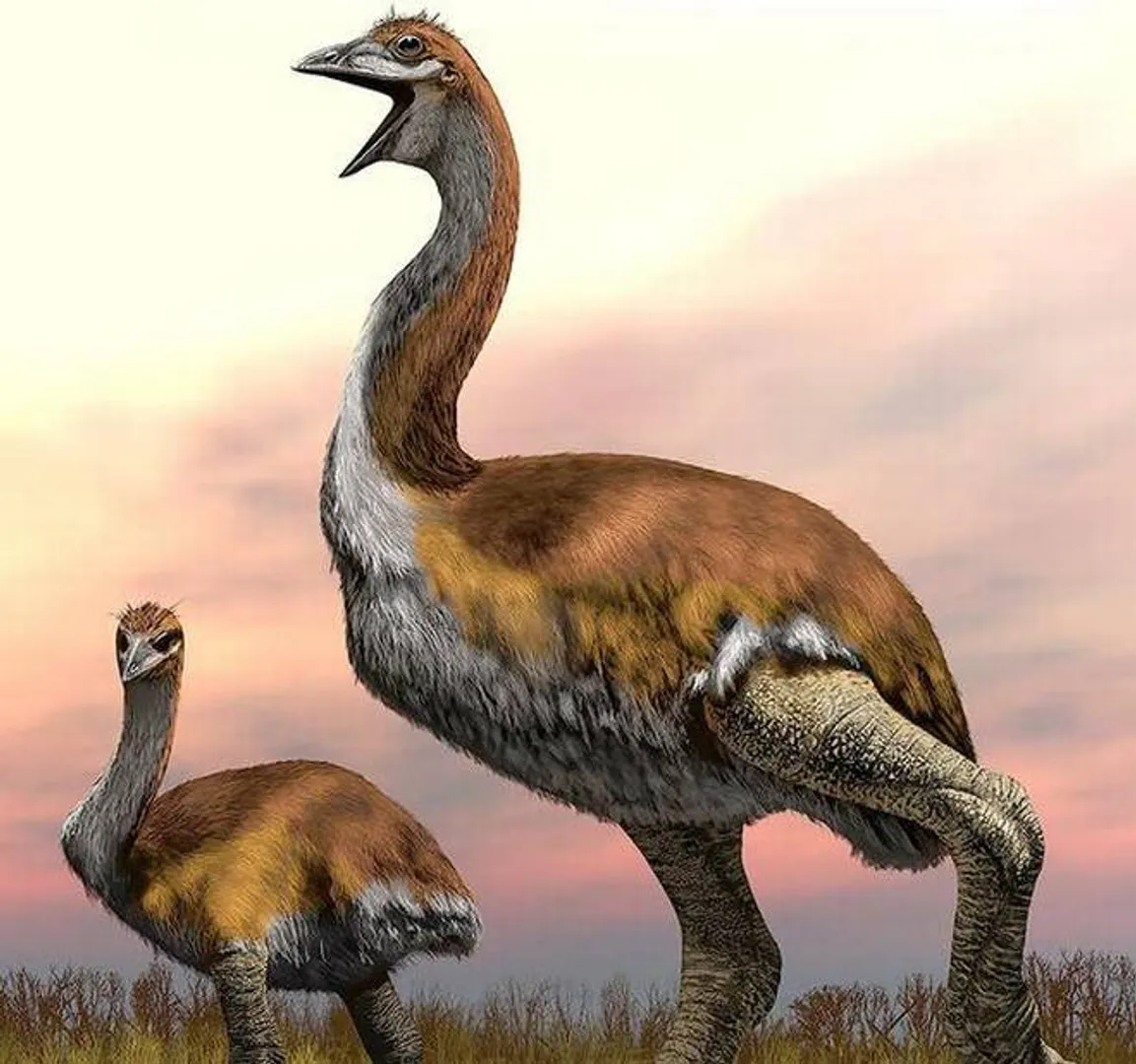 biggest bird